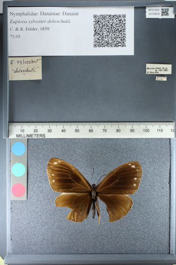 Media type: image;   Entomology 159919